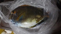 危うし！！トカジャーへの貢物！？ 2011/02/01 22:25:47
