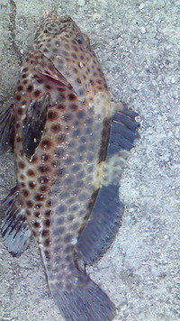 新宜野湾漁港 2011/04/08 07:48:24