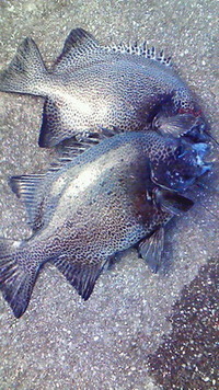 キタ------ 2011/07/03 16:08:32