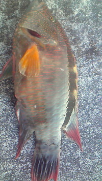 どっちがいいのやら… 2011/07/16 06:23:16