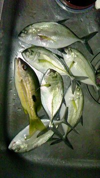 ＭＡＪＩで釣りする〇〇前 2011/09/12 21:48:00