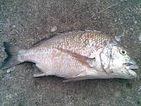 ヌ～チ～ 2011/10/10 16:54:38