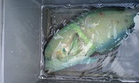 clown coris? 2012/04/18 00:38:09