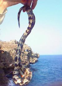 ほぼ撃沈！？釣行記