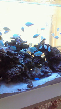職場の水槽 2011/03/07 20:58:57