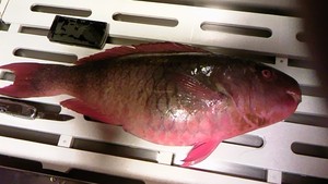 ＷＡＲＡＪＩにモテモテ！？ピンクなやつ