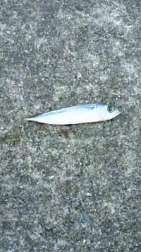 胴付人の釣果（笑） 2011/04/24 19:42:01