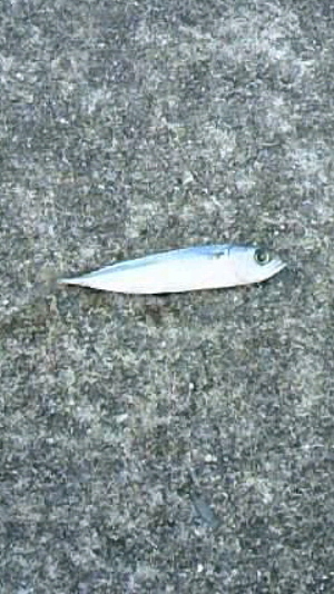 胴付人の釣果（笑）