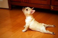 上向きの犬のポーズ