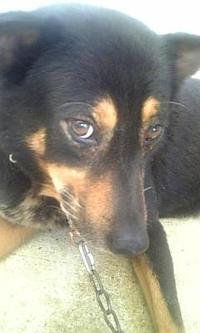 犬の気持ちって？ 2009/06/24 11:11:12