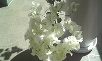 朝日に照らされた・・・ 2009/08/22 09:41:10