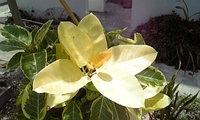 花？ 2009/08/19 18:50:28