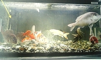 海水魚と淡水魚が共存できる水 2009/07/27 19:19:57
