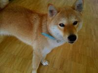 迷い犬 2009/06/16 18:08:45