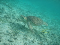 ウミガメ放流 2010/04/25 00:28:19