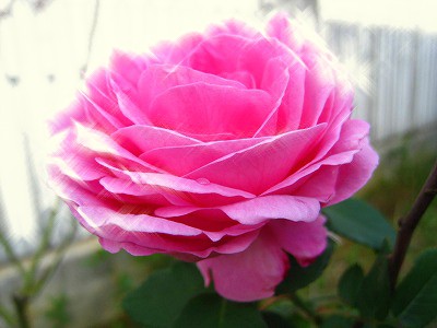 ローズガーデン★バラの香りの効果と脳への影響