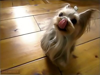 気持ちまっすぐ★ヨーキーの可愛いショコラちゃん(^^♪