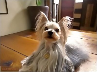 気持ちまっすぐ★ヨーキーの可愛いショコラちゃん(^^♪