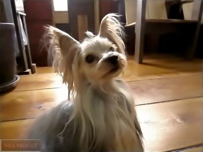 気持ちまっすぐ★ヨーキーの可愛いショコラちゃん(^^♪