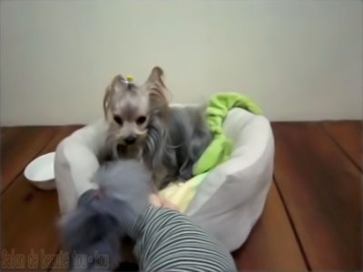 Salons dogと遊ぼう★ヨーキーの可愛いショコラちゃん(^^♪