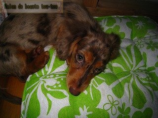 子犬の迷い犬★沖縄市で保護ご協力お願いします