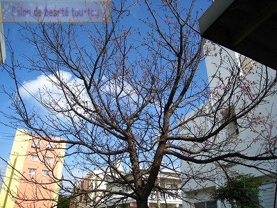 お庭のシンボルツリー★大木の桜に少し早い春を感じて