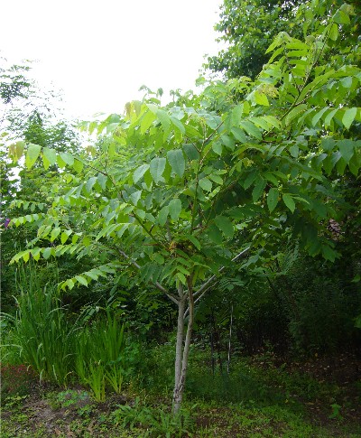 クルミの木 趣味の果樹栽培