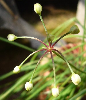 島らっきょう 趣味の果樹栽培