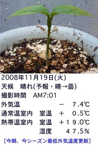 マンゴスチン(122~123日目)