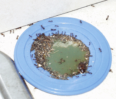 アスパルテームの猛毒性 アリが大量に死んじゃった:沖縄県民の ...