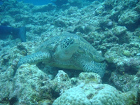 渡名喜島にて 2009/07/10 08:30:27