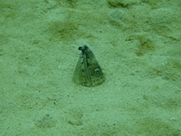 ミナミホタテウミヘビの体 2009/02/24 23:34:07