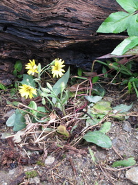 今日までです！国際洋蘭博覧会 2013/02/11 08:13:08