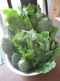 取れたて新鮮野菜！！ 2015/06/26 12:35:19