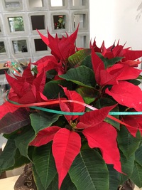 素敵な贈り物♪ 2016/12/02 18:02:33