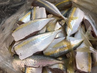 いつも、釣れたてお魚ご馳走様です 2017/10/03 17:56:11