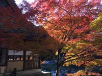 紅葉狩り最終日 2017/11/28 17:17:39
