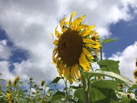 大好きな8月(*^_^*) 2017/08/09 17:12:52