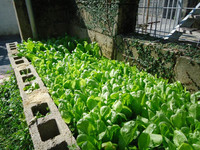 おしゃれなブラインド　花壇にお野菜