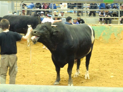 闘牛百話 ３９２ 春の南部大闘牛大会の案内 無冠の帝王 不死鳥 登場 闘牛百話 牛 馬 沖縄 四方山話