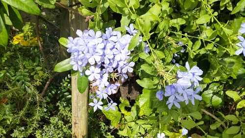 ★安里川沿いの花たち(*^-^*)！！