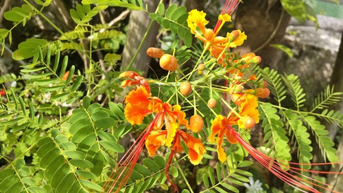 ★安里川沿いの花たち(*^-^*)！！