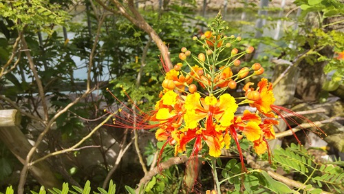 ★安里川沿いの花たち(*^-^*)！！