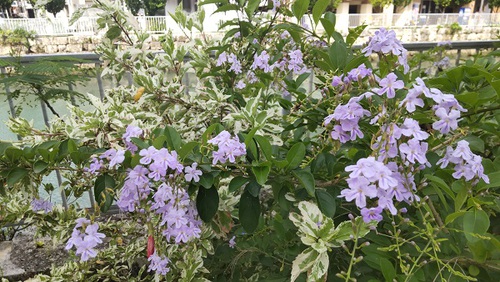 ★安里川沿いの花たち(*^-^*)！！