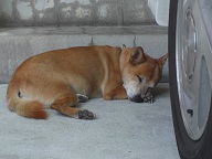 お隣の犬