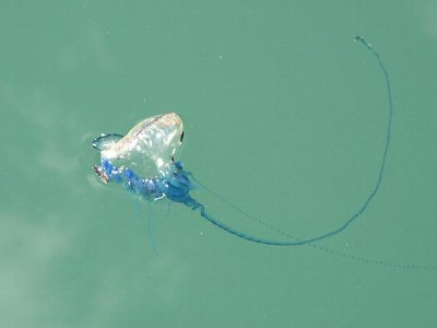 石垣島 八重山 自然体感ツアー やえやま観光 海洋危険生物 カツオノエボシ 石垣島 八重山 自然体感ツアー やえやま観光 海洋危険生物 カツオノエボシ