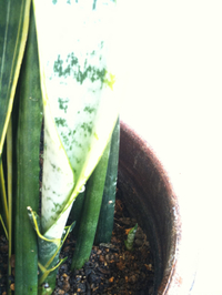 虎の尾☆★ 2011/07/03 11:53:56