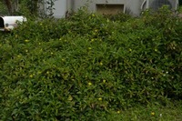 アメリカハマグルマでうめ尽くされた花壇 2012/05/15 11:55:39