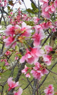 桜 2012/02/13 14:58:08