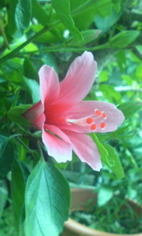 今朝の花 2012/06/14 06:20:08